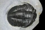 Rare, Ptychopyge Linarsoni Trilobite - Slemestadt, Norway #181846-2